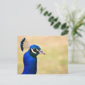 Sluiting van een pauw 2 briefkaart (Staand voorkant)