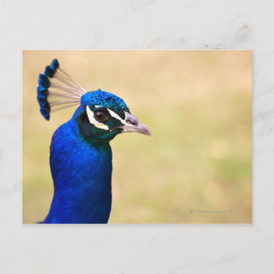 Sluiting van een pauw 2 briefkaart