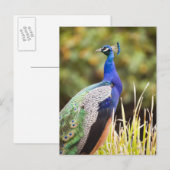 Sluiting van een pauw briefkaart (Voorkant / Achterkant)