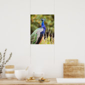 Sluiting van een pauw poster (Keuken)