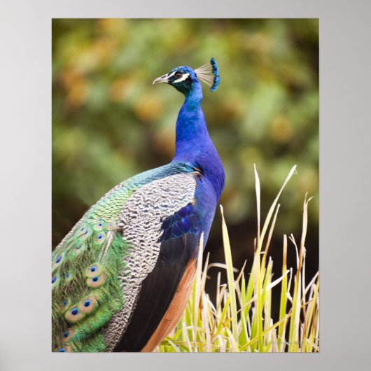 Sluiting van een pauw poster (Voorkant)