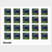 Sluiting van een pauw vierkante sticker (Vel)