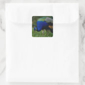 Sluiting van een pauw vierkante sticker (Tas)