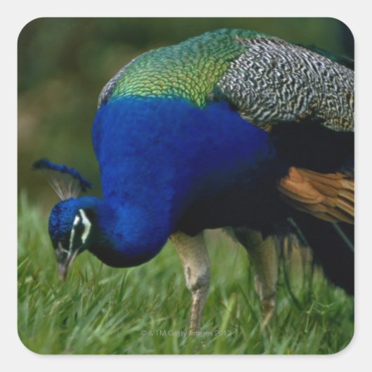 Sluiting van een pauw vierkante sticker (Voorkant)