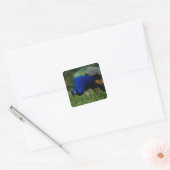 Sluiting van een pauw vierkante sticker (Envelop)