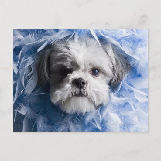 Sluiting van een puppy met veren briefkaart (Voorkant)