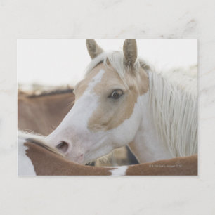 Sluiting van een rij paarden 2 briefkaart