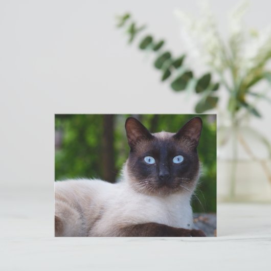 Sluiting van een Siamese kat met blauwe ogen Briefkaart (Staand voorkant)