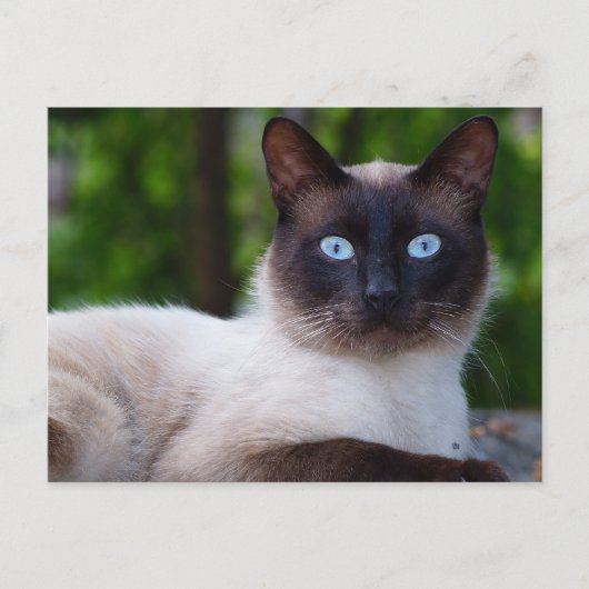 Sluiting van een Siamese kat met blauwe ogen Briefkaart (Voorkant)
