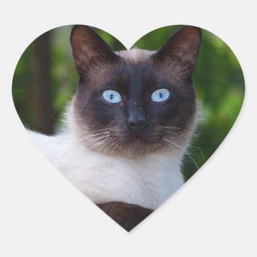 Sluiting van een Siamese kat met blauwe ogen Hart Sticker (Voorkant)
