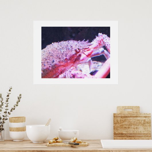 Sluiting van een spinkrab poster (Keuken)