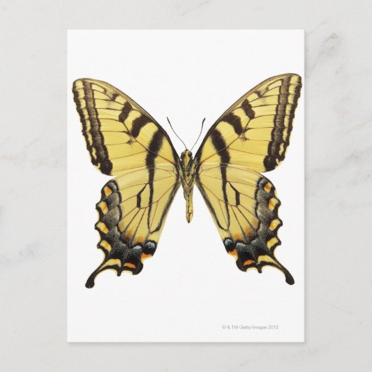 Sluiting van een vlinder 2 briefkaart (Voorkant)