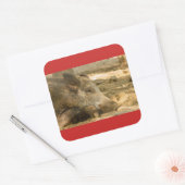 sluiting van een wilde boarSquare Stickers Glos (Envelop)