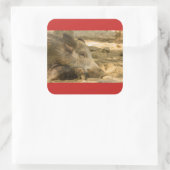 sluiting van een wilde boarSquare Stickers Glos (Tas)
