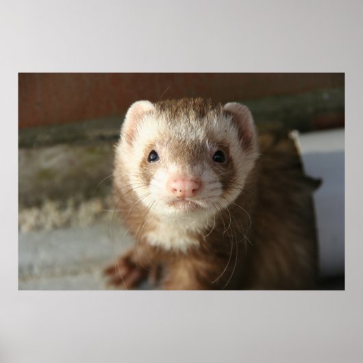 Sluiting van Ferret poster (Voorkant)