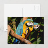 Sluiting van gelbbrustermauwen op de tak feestdagenkaart (Voorkant / Achterkant)