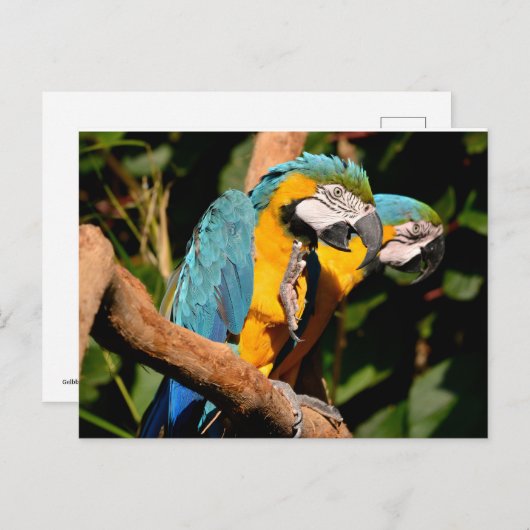 Sluiting van gelbbrustermauwen op de tak feestdagenkaart (Voorkant / Achterkant)