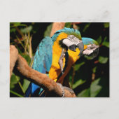 Sluiting van gelbbrustermauwen op de tak feestdagenkaart (Voorkant)