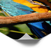 Sluiting van gelbbrustermauwen op de tak poster (Hoek)