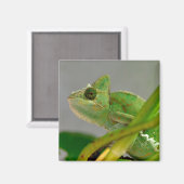 Sluiting van gesluierde kameleon onder het plant b magneet (Voorkant / Achterkant)