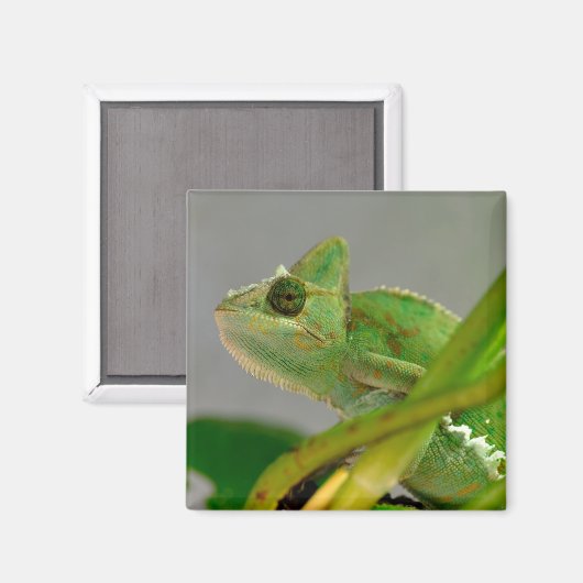 Sluiting van gesluierde kameleon onder het plant b magneet (Voorkant / Achterkant)