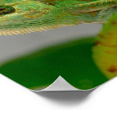 Sluiting van gesluierde kameleon onder het plant b poster (Hoek)