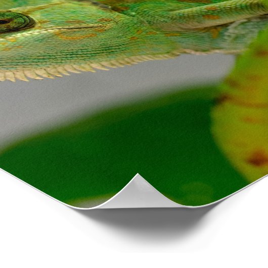 Sluiting van gesluierde kameleon onder het plant b poster (Hoek)