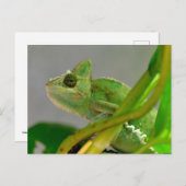 Sluiting van gesluierde kameleon onder planten briefkaart (Voorkant / Achterkant)