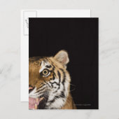 Sluiting van het aanstootgevende tijgergezicht briefkaart (Voorkant / Achterkant)