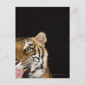 Sluiting van het aanstootgevende tijgergezicht briefkaart (Voorkant)