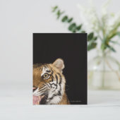 Sluiting van het aanstootgevende tijgergezicht briefkaart (Staand voorkant)