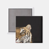 Sluiting van het aanstootgevende tijgergezicht magneet (Voorkant / Achterkant)