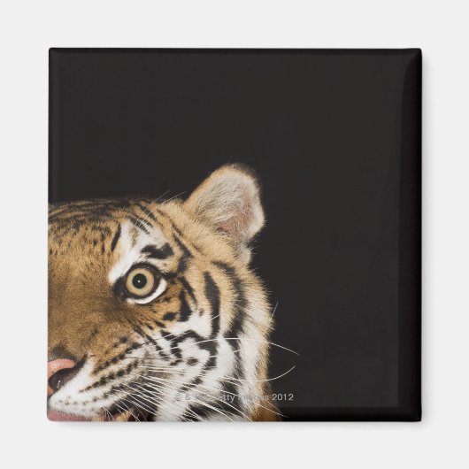 Sluiting van het aanstootgevende tijgergezicht magneet (Voorkant)