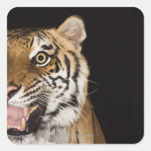 Sluiting van het aanstootgevende tijgergezicht vierkante sticker