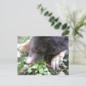 Sluiting van het gezicht en de wetten van Mole Briefkaart (Staand voorkant)