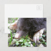 Sluiting van het gezicht en de wetten van Mole Briefkaart (Voorkant / Achterkant)