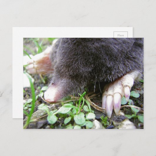 Sluiting van het gezicht en de wetten van Mole Briefkaart (Voorkant / Achterkant)