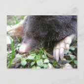 Sluiting van het gezicht en de wetten van Mole Briefkaart (Voorkant)