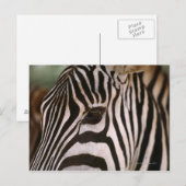 Sluiting van het hoofd van zebra briefkaart (Voorkant / Achterkant)