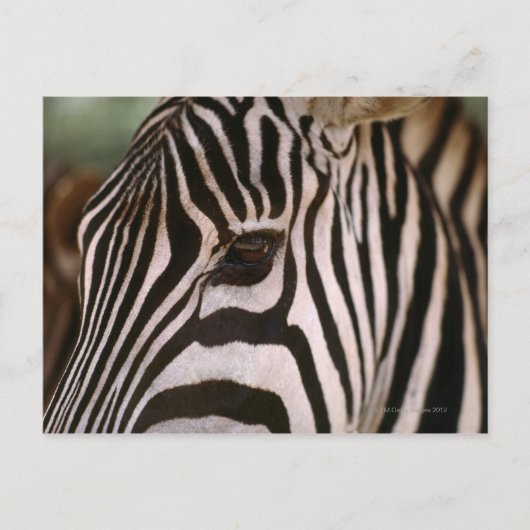 Sluiting van het hoofd van zebra briefkaart (Voorkant)