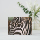 Sluiting van het hoofd van zebra briefkaart (Staand voorkant)