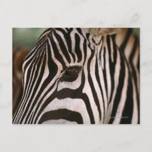 Sluiting van het hoofd van zebra briefkaart