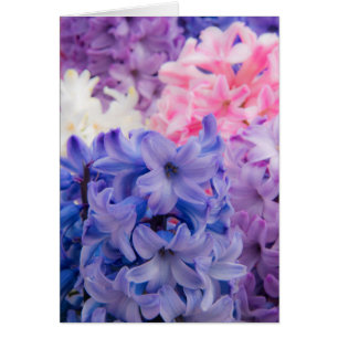 Sluiting van het Hyacinth-plant