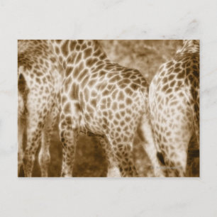 Sluiting van het nationale park van de Giraffe Kru Briefkaart