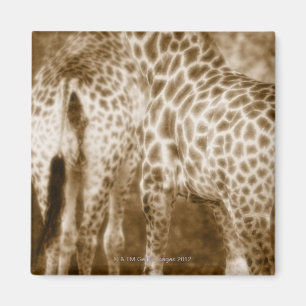 Sluiting van het nationale park van de Giraffe Kru Magneet