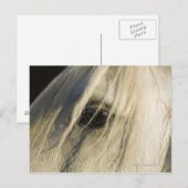 Sluiting van het oog van de paarden briefkaart (Voorkant / Achterkant)