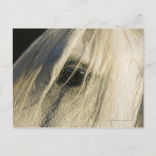 Sluiting van het oog van de paarden briefkaart
