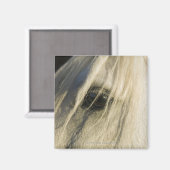 Sluiting van het oog van de paarden magneet (Voorkant / Achterkant)