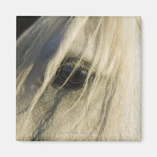 Sluiting van het oog van de paarden magneet (Voorkant)