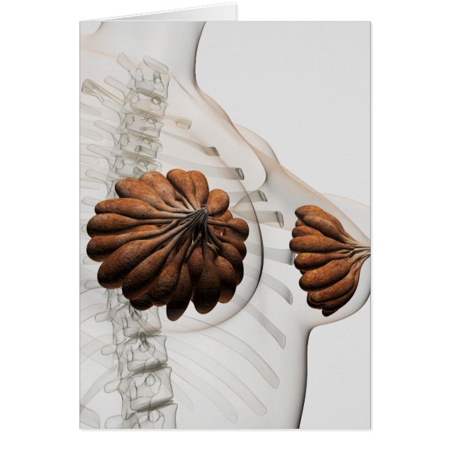 Sluiting van het Vrouw Mammary Glands (Voorkant)